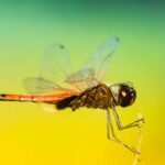 NBA女主播直播间:赛场之外的别样精彩 fkdi7w