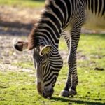 NBA夏季联赛火箭队直播全程观看指南 q784r0i