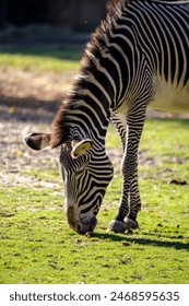 NBA夏季联赛火箭队直播全程观看指南 NBA夏季联赛火箭队直播全程观看指南